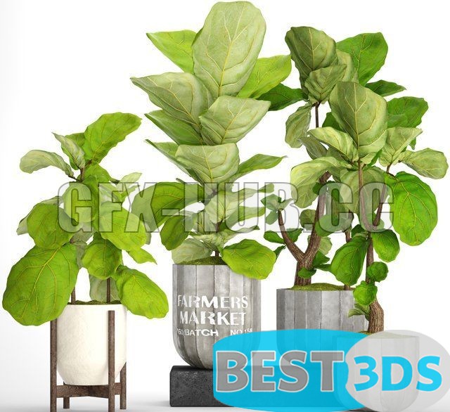 Modèle 3D de Plant set big ficus