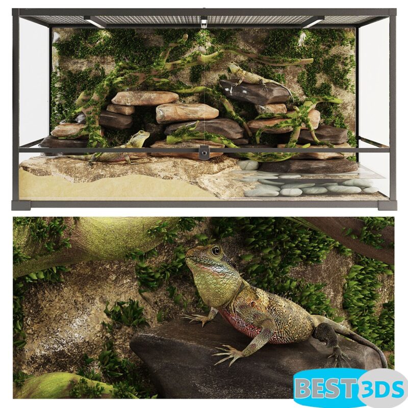 Terrarium Agama décoratif