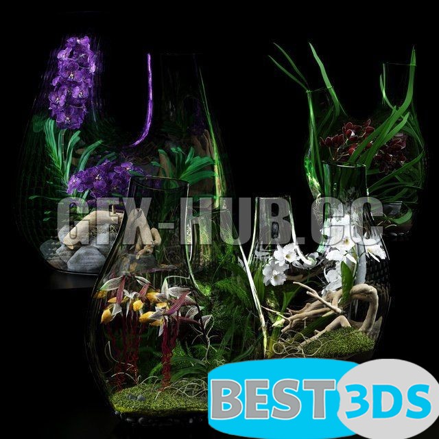 Vases Terrarium avec Orchidées